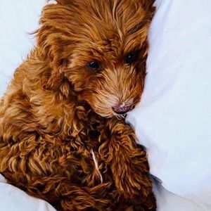 Meet your Posher, Guy